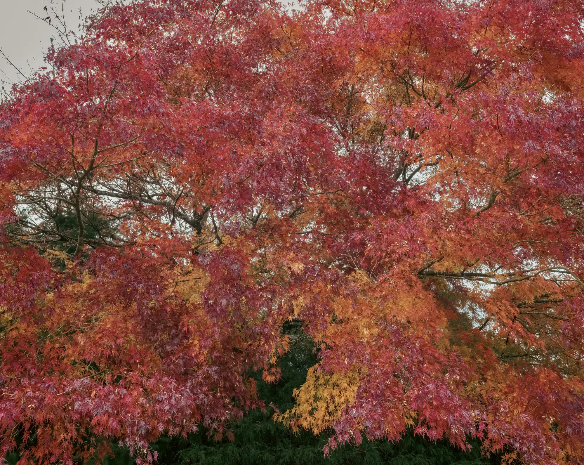 Colorful Explosion Ladysmith