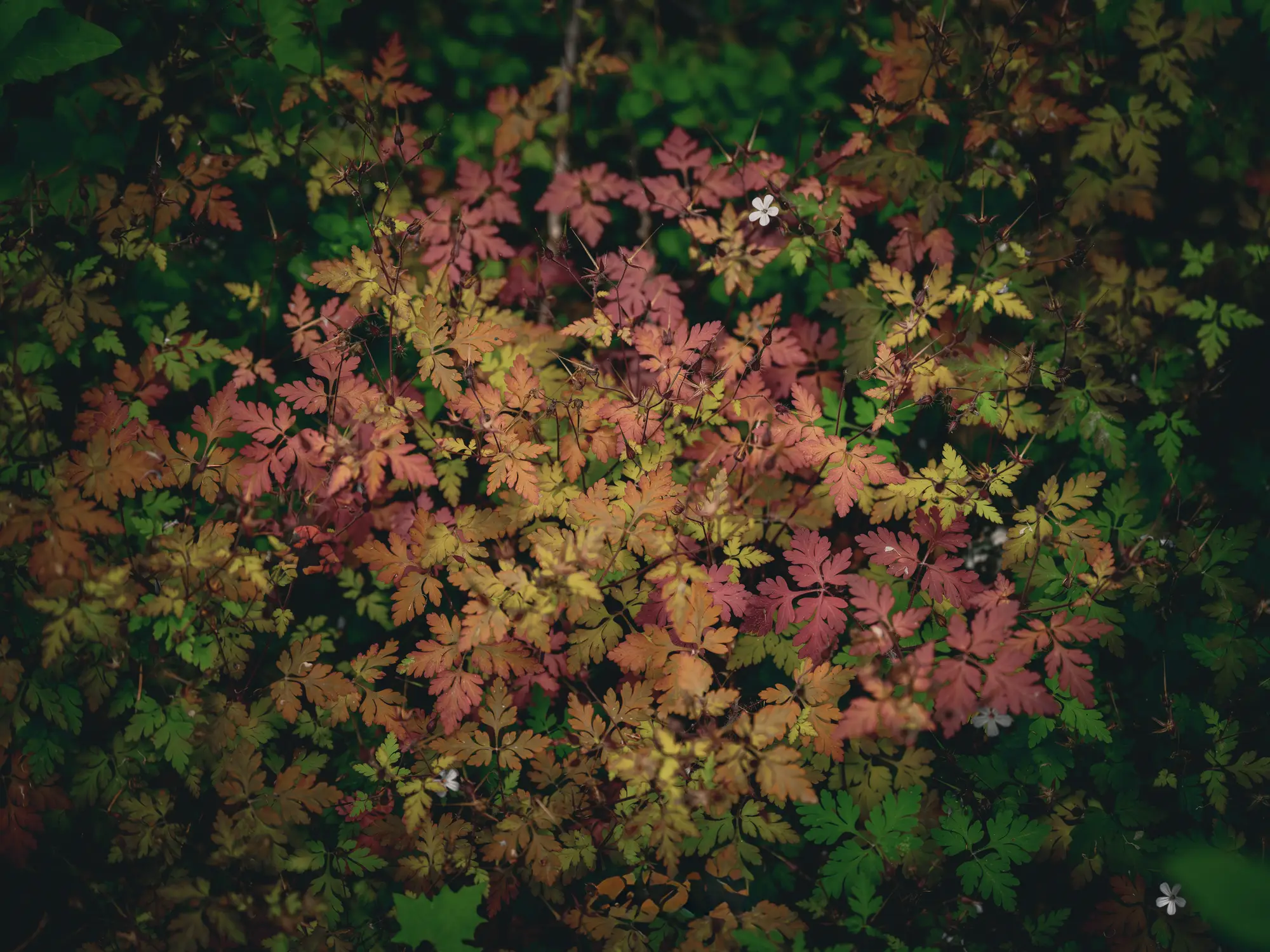Forest Floor Beauty Ladysmith