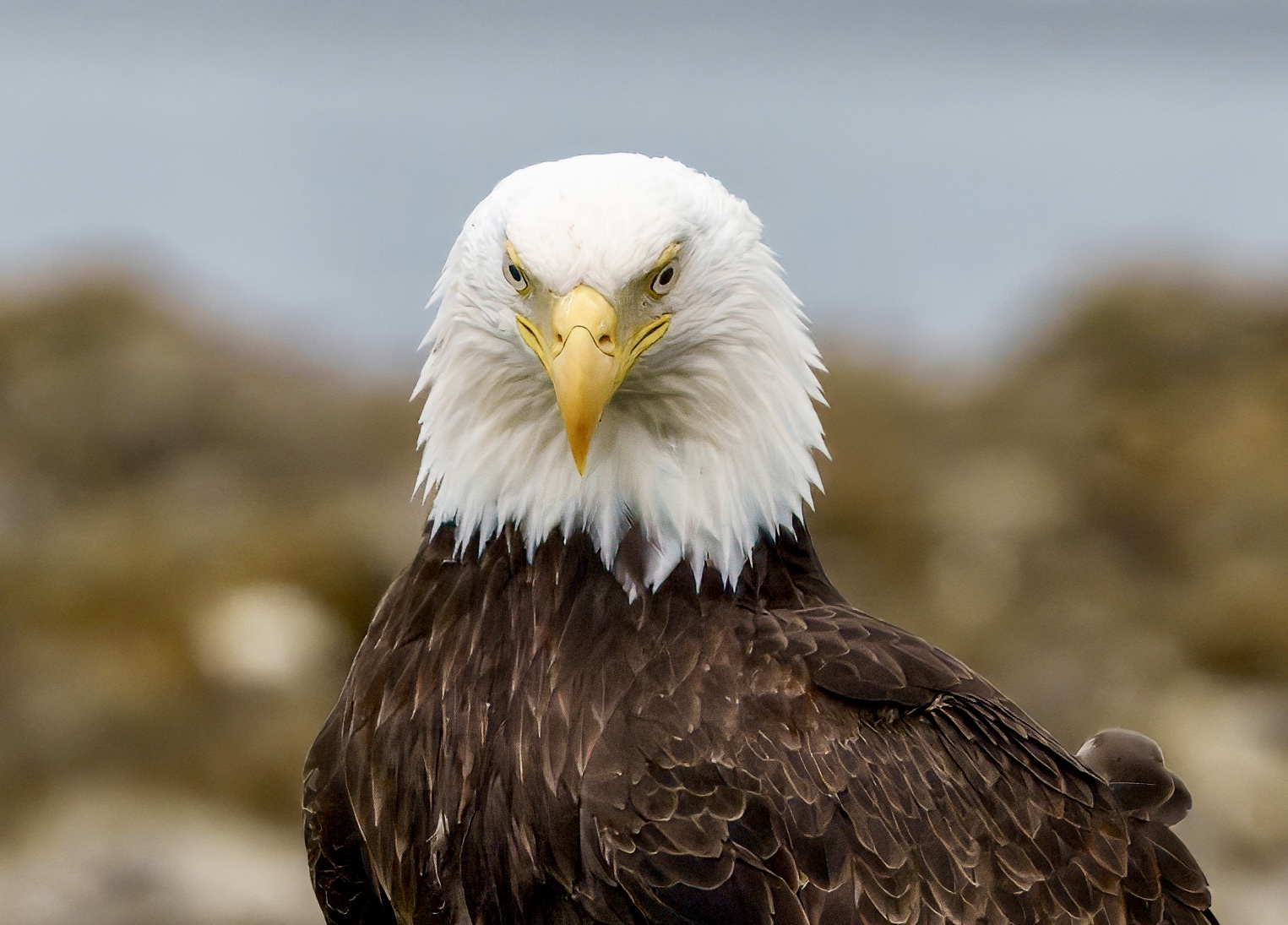 I see dinner - Bald Eagle closeup 